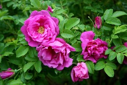 Rose du Jardin Botanique du Nouveau-Brunswick