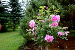 Rose du Jardin Botanique du Nouveau-Brunswick